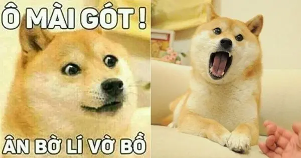 Meme shiba 13