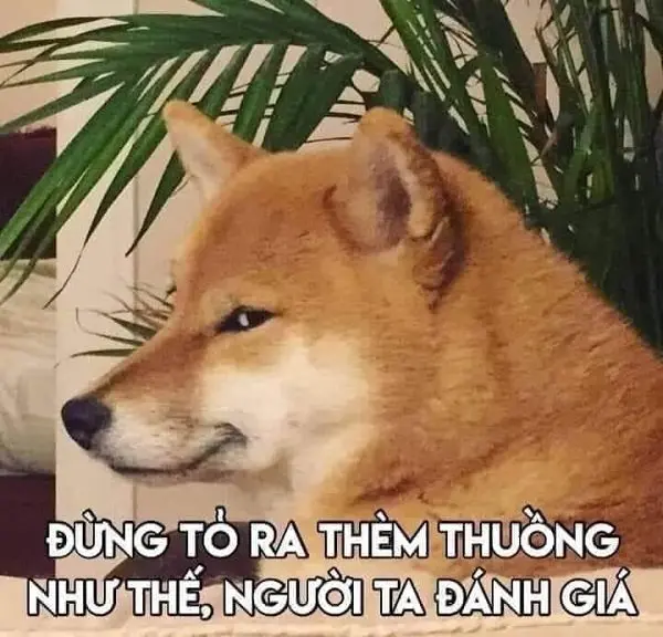 Meme shiba 23