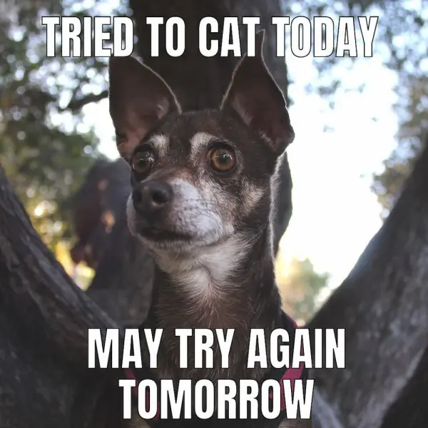 Chihuahua meme 05