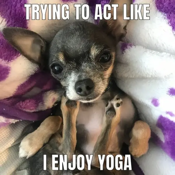 Chihuahua meme 27