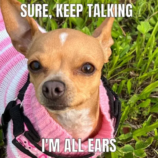 Chihuahua meme 28