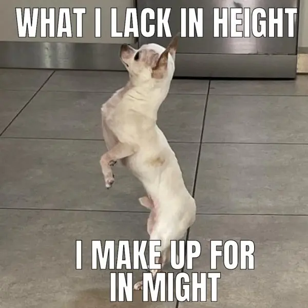 Chihuahua meme 30