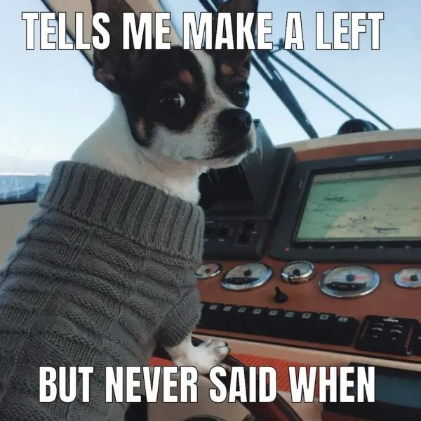 Chihuahua meme 11