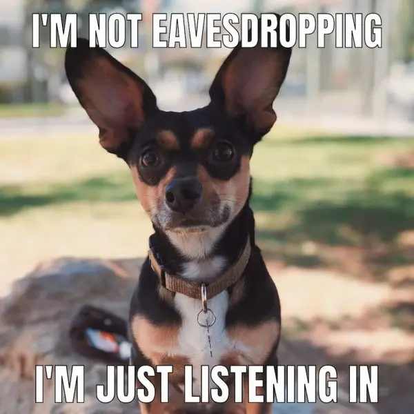 Chihuahua meme 21