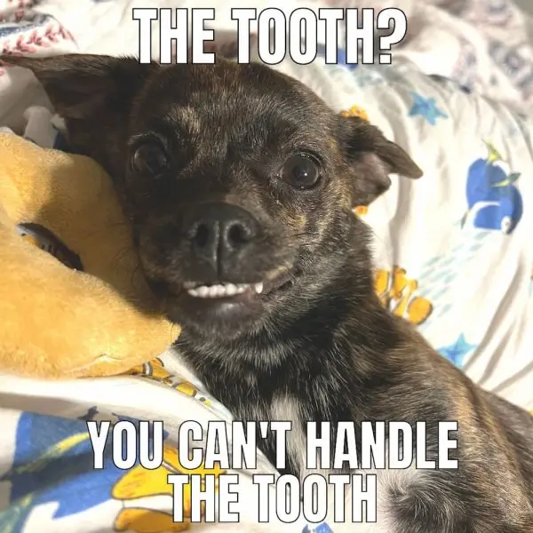 Chihuahua meme 22