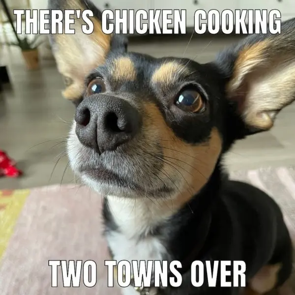 Chihuahua meme 45