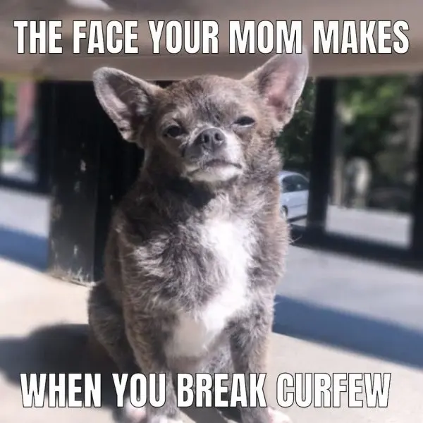 Chihuahua meme 13