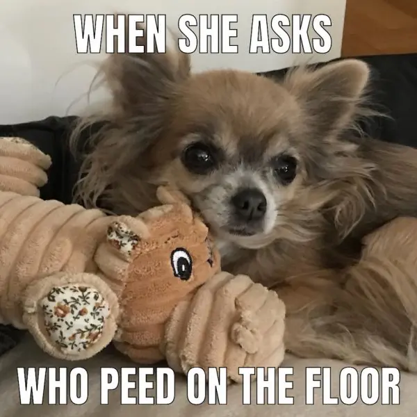 Chihuahua meme 40