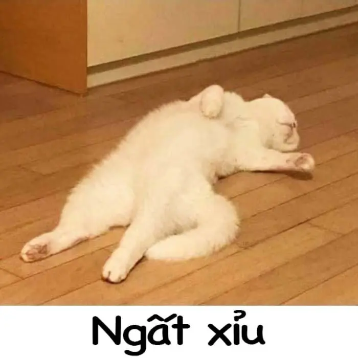 Meme xỉu 10