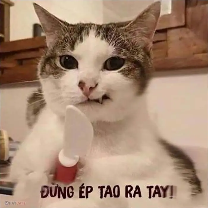 Meme đấm nhau 19