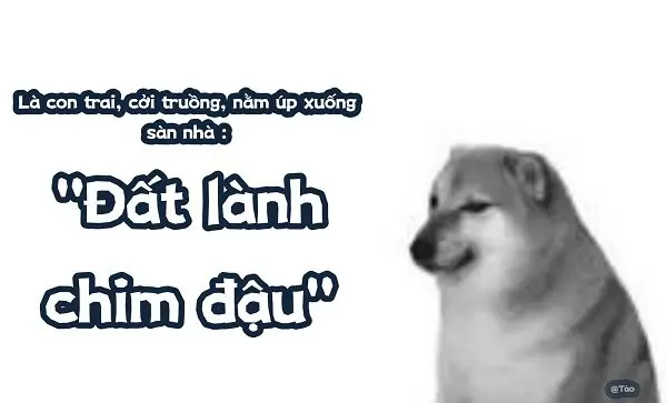 Meme doge 31