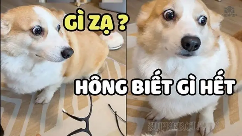 Tổng hợp 30+ ai biết gì đâu meme hài hước và thú vị nhất