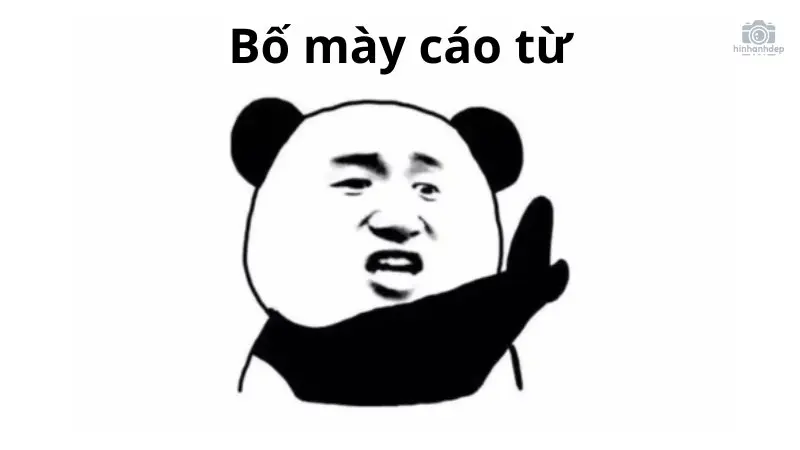 Lưu về ngay 30+ cáo từ meme hài hước và thú vị nhất trên MXH