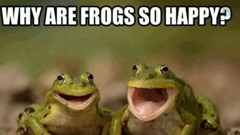 Tổng hợp 7749 frog meme hài hước, độc đáo và thú vị nhất