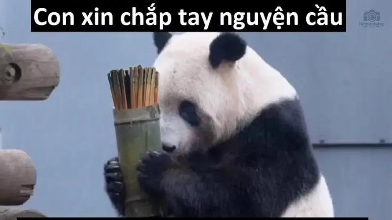 Sưu tầm ngày 99+ meme cầu xin hài hước và độc đáo nhất