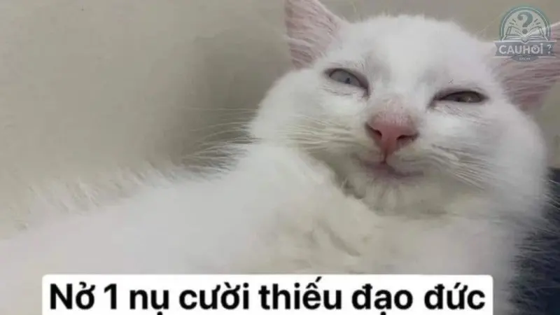 Tổng hợp 50+ meme cười ra nước mắt hài hước độc đáo