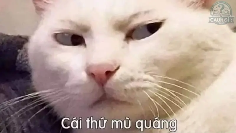 Tổng hợp 101+ meme cute không lối thoát mới nhất