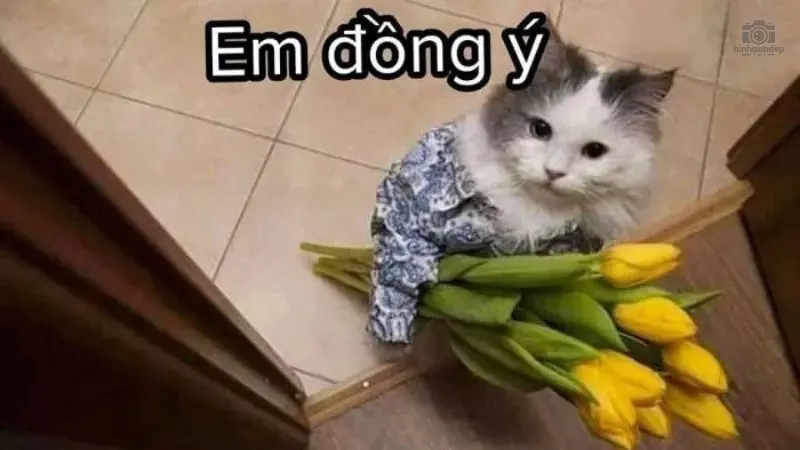 Tổng hợp 50+ meme đồng ý hài hước và thú vị nhất trên MXH