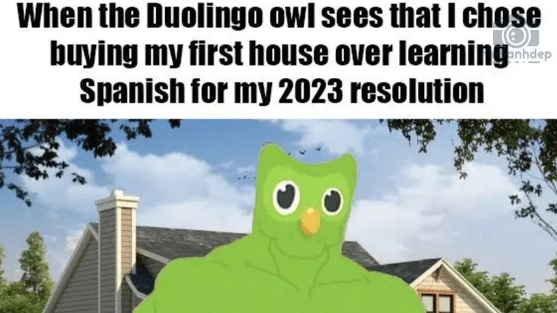 Khám phá 50+ meme Duolingo hài hước dở khóc dở cười