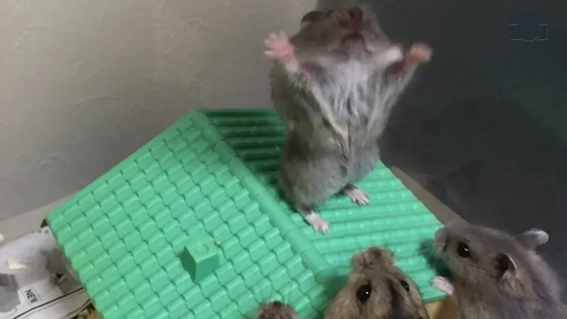 Lưu ngay về máy 69+ meme hamster hài hước và thú vị nhất