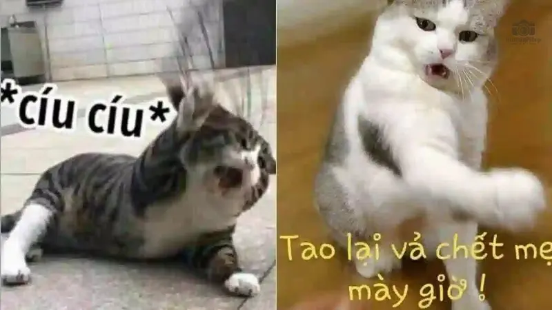 Tổng hợp 50+ meme mèo hài thú vị, độc đáo nhất trên MXH