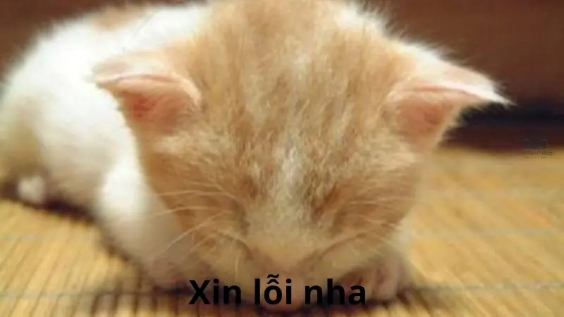 Sưu tầm ngay 30+ meme mèo xin lỗi hài hước, độc đáo nhất