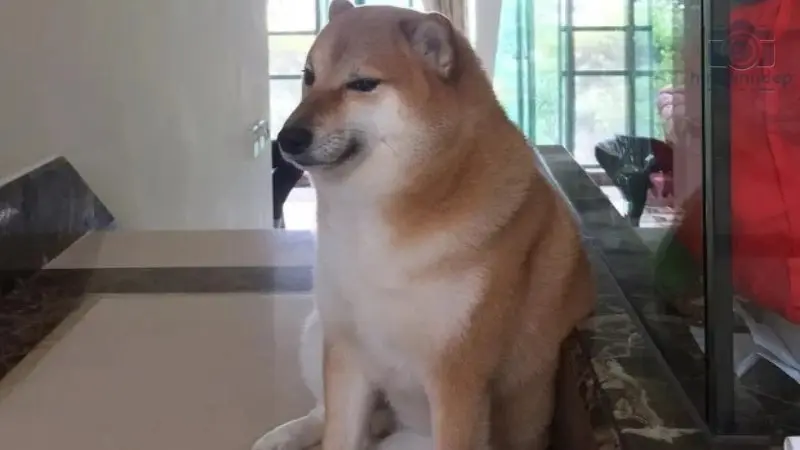 Lưu ngay về máy 69 + meme chó shiba hài hước, thú vị