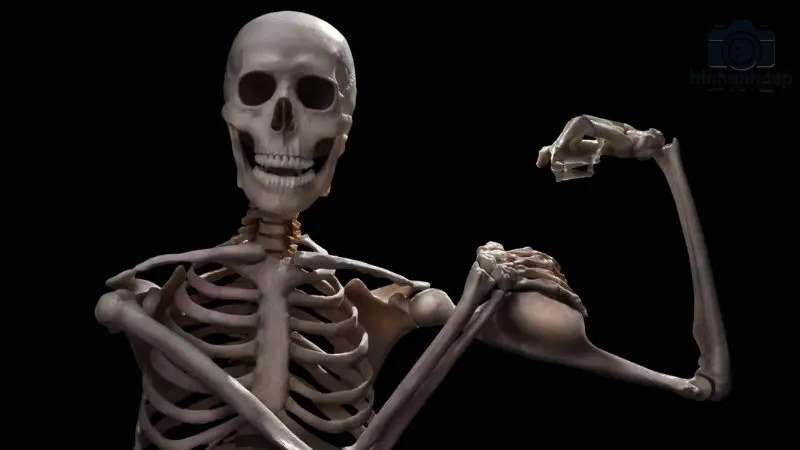 Sưu tầm ngay 69+ Skeleton meme hài hước và độc đáo nhất