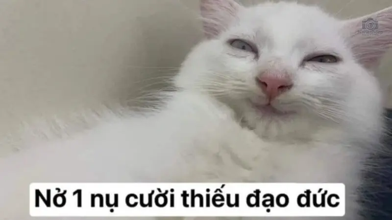 Tổng hợ 99+ smile meme hài hước và thú vị nhất trên MXH