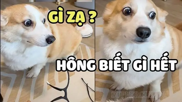 Meme ai biết gì đâu 13