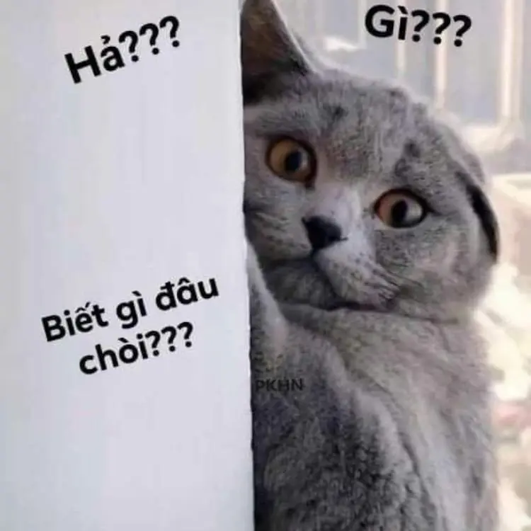 Meme ai biết gì đâu 08