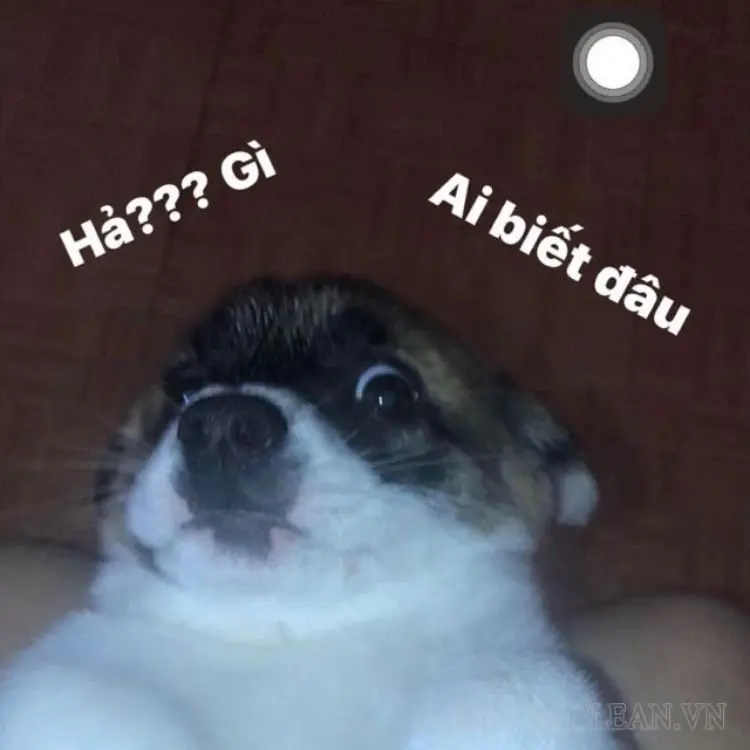 Meme ai biết gì đâu 09