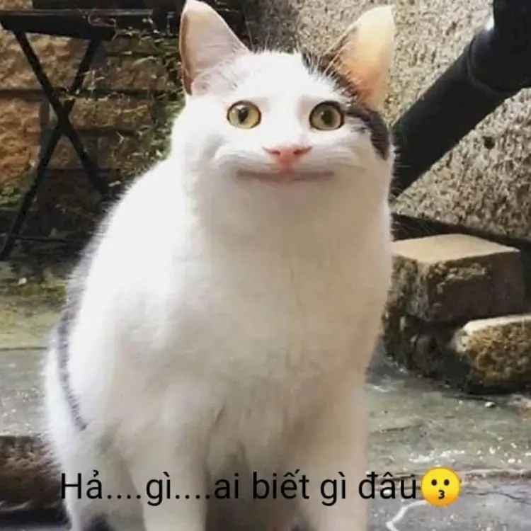 Meme ai biết gì đâu 10