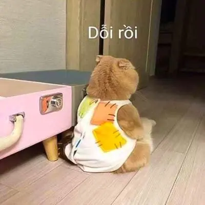 Meme dỗi 31