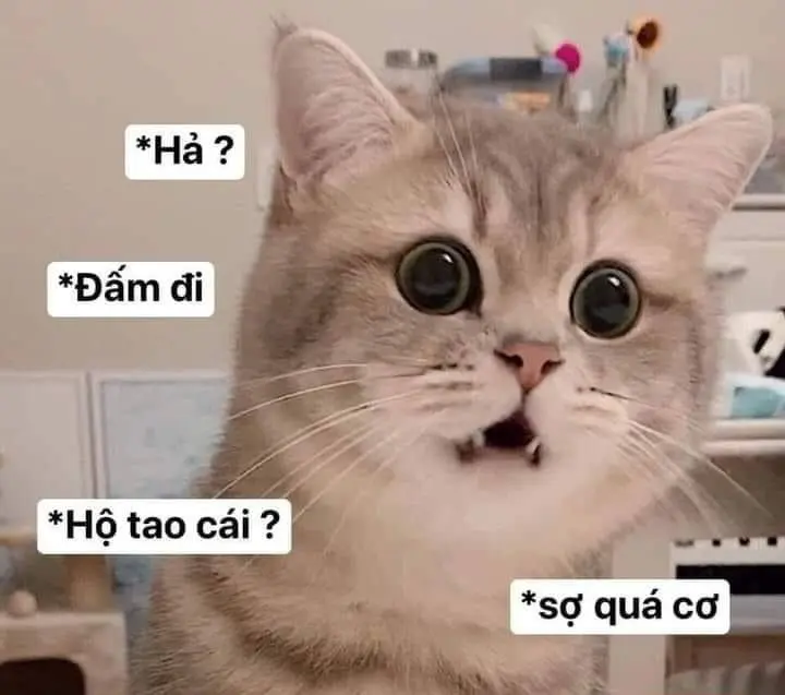 Meme dỗi 45