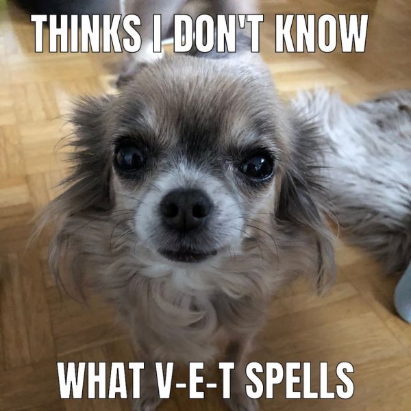 Chihuahua meme 04