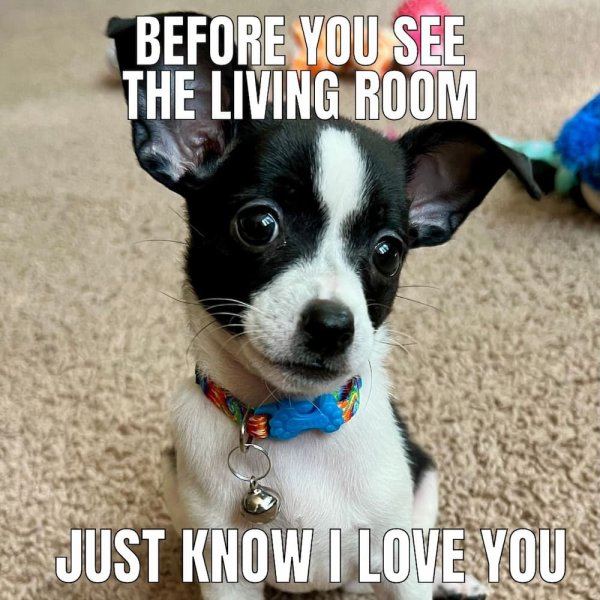 Chihuahua meme 08