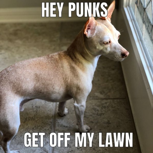 Chihuahua meme 10