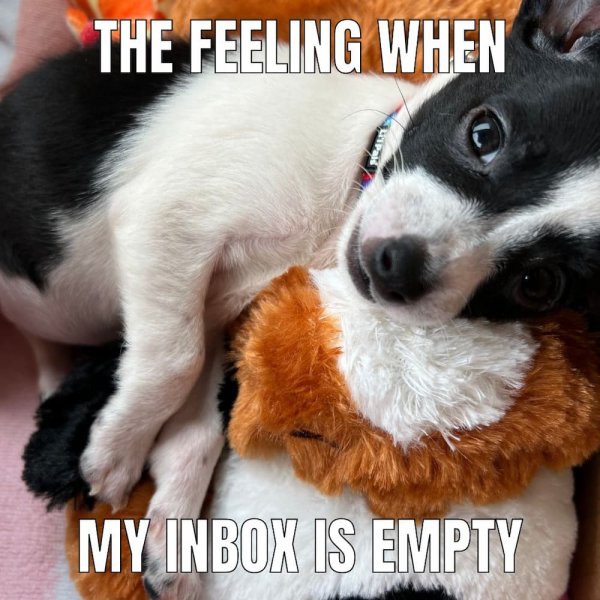 Chihuahua meme 20