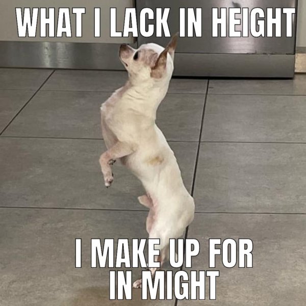 Chihuahua meme 30