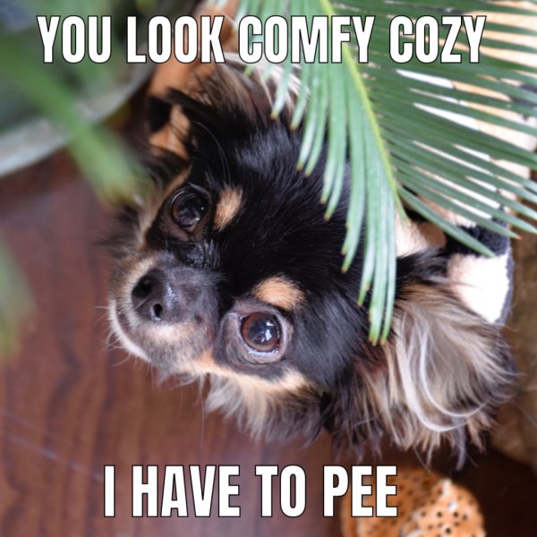 Chihuahua meme 31