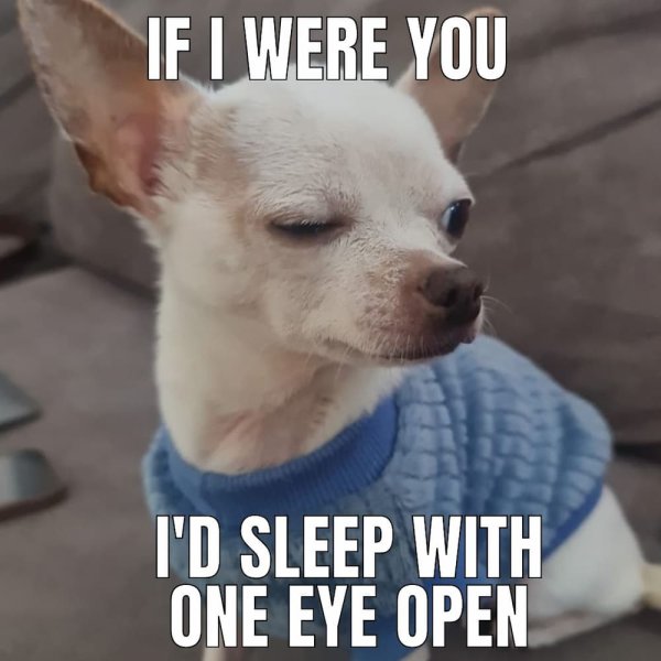 Chihuahua meme 48