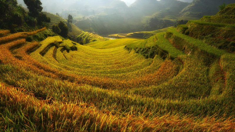 ảnh phong cảnh những cánh đồng lúa chín vàng rực trời 9