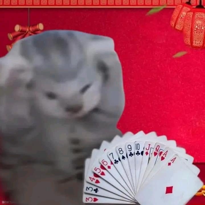 Ảnh mèo tết meme 40