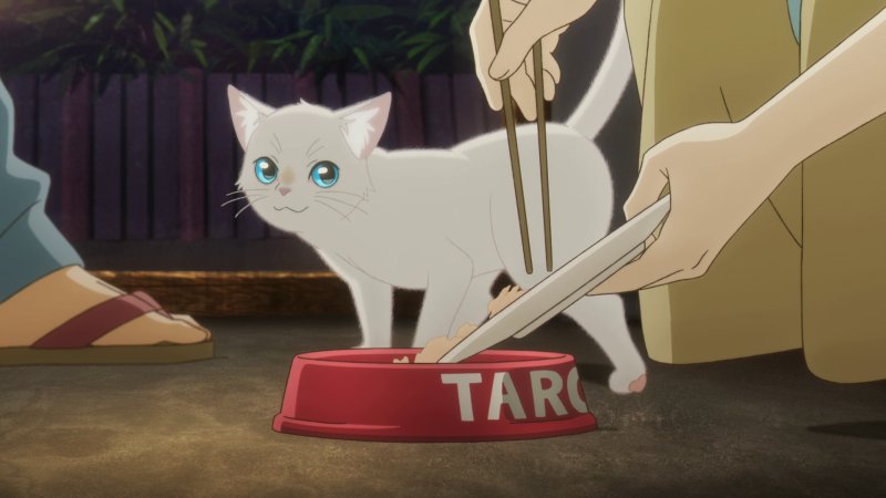 Ảnh anime mèo 6