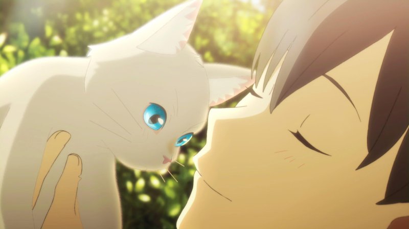 Ảnh anime mèo  11