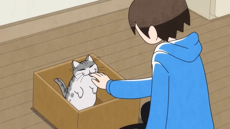 Ảnh anime mèo  16