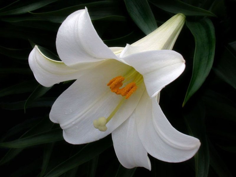 Hoa bách hợp trắng 7
