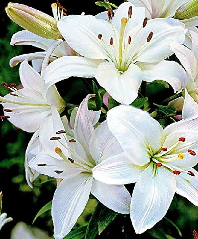 Hoa bách hợp trắng 8