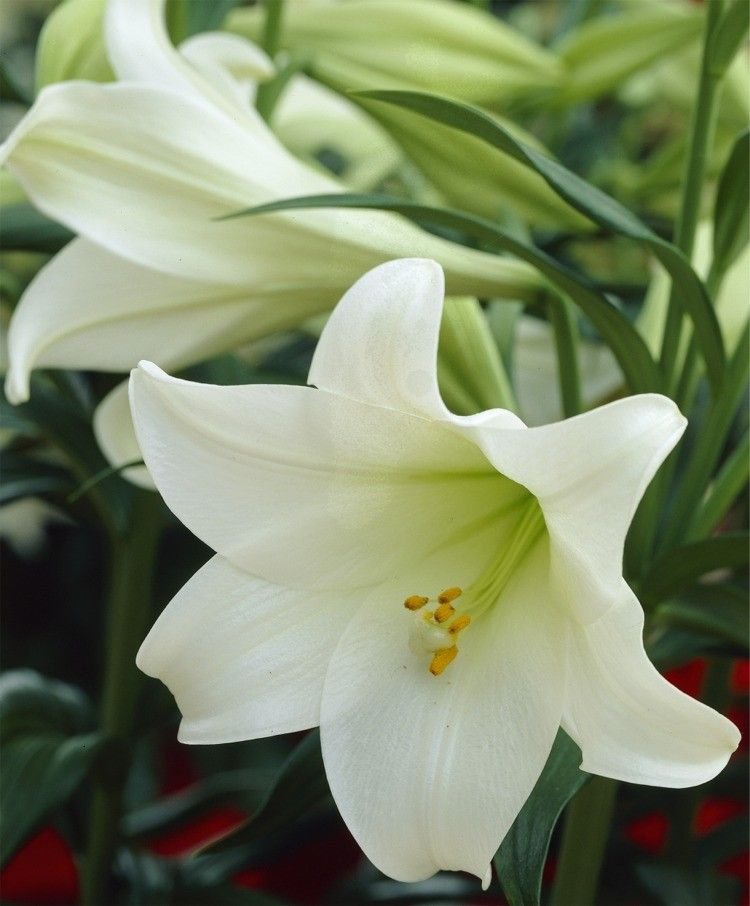 Hoa bách hợp trắng 6